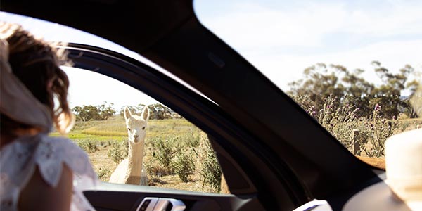 Find joy in NSW Find joy in NSW